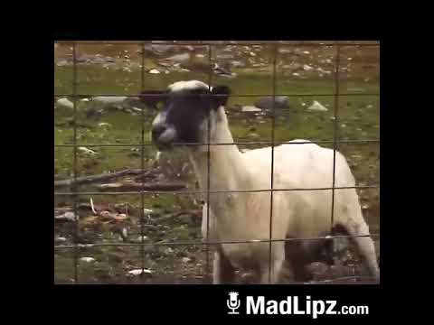 Sheep Funny Madlipz  Jhopa re Funny  Must watch  fun   comedy