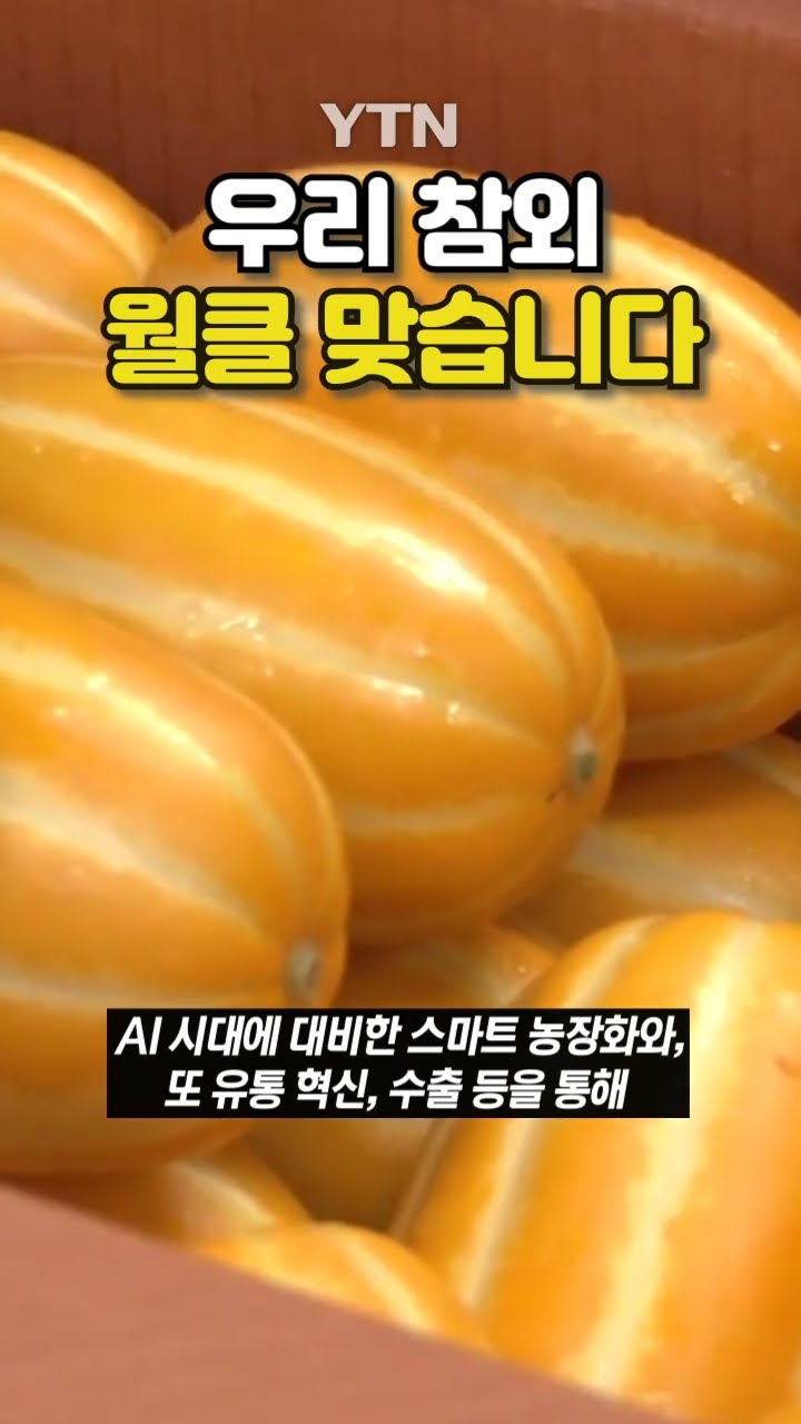K - 멜론 수확 시작 #shorts / YTN