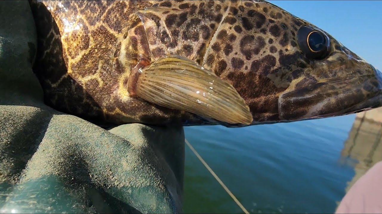 대물  쏘가리당!!  겨울 어업은 춥다   어부박가의 리얼 임진강