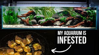 PEST SNAILS in aquarium | Adding AMANO SHRIMPS | EP4 HILLSTREAM AQUARIUM