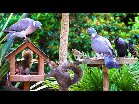 CAT TV NO ADS 🕊️ Spring Birds & Squirrels Visit the Birdtables 🐿️ Videos for cats 4K HDR 10 Hours