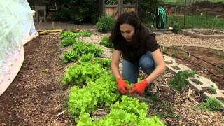 Harvesting Lettuce