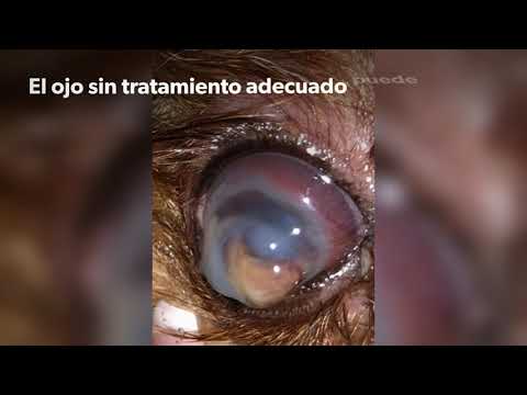 Video: Enfermedad Ocular En Gatos »Wiki Ùtil Úlceras Corneales En Gatos »Wiki Ùtil Queratitis Ulcerosa
