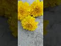 Flower Rangoli #diwalidecoration #flowerrangoli #botanystudent  #swastik #diwalirangoli #diwali