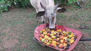 COMIENDO MANGOS 1