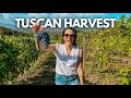 Harvesting Wine Grapes in Tuscany! 🇮🇹 La Vendemmia on a Vineyard in Lucca, Italy
