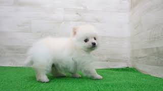 Coo&RIKU No.00756823 ポメラニアン - YouTube