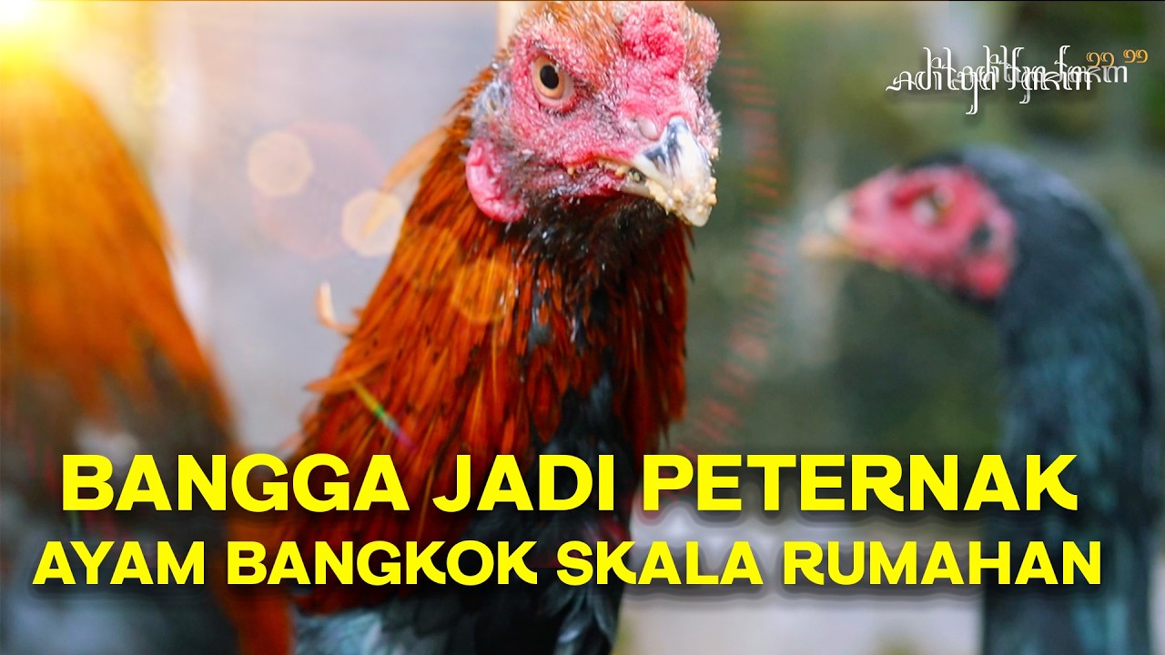 BANGGA DENGAN KANDANG SEDERHANA PETERNAK RUMAHAN
