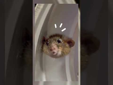 Surprise     #cat #catasmr #chat #catmemes #funny #cute #chatcurieux #memes #aventureurbain #animals