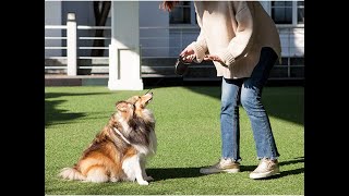 Fida Retractable Dog Leash, 16 ft Dog Walking Leash for Small Dogs up to 26 lbs, 360° Tangle Free screenshot 2