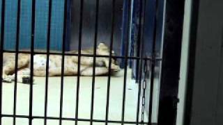 Berlin Zoo - Lions