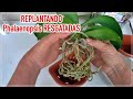 Dicas Dona Maria - REPLANTANDO Phalaenopsis RESGATADAS