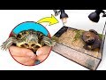 Assemblage D'un Terrarium Pour Deux Jolies Tortues De Floride