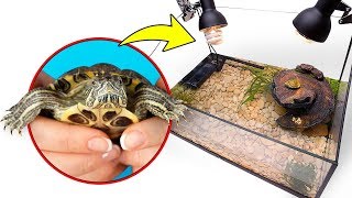 Assemblage D'un Terrarium Pour Deux Jolies Tortues De Floride