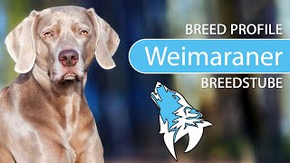 ► Weimaraner Breed [2020] Temperament & Training