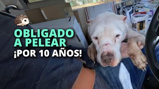Cuando intentó escapar de las peleas, no tuvieron piedad
