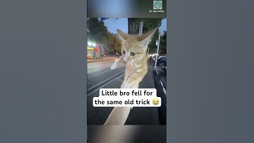 The cat distribution system fell for it again 🥹 #shorts #cat #catlovers