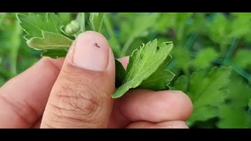 Bông cúc đại đóa tết 2025(20/11âl) tỉa nụ#ToanNguyen