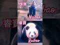 睿輝寶面對雙重考驗 RuiHuibao  double challenges #大熊貓 #愛寶 #睿寶 #輝寶 #panda #aibao #ruibao #huibao #cute #shorts