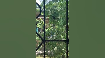 Humming Bird, Life in Costa Rica🇨🇷 #faith #shortsfeed #fyp #youtube #hummingbird #fypage