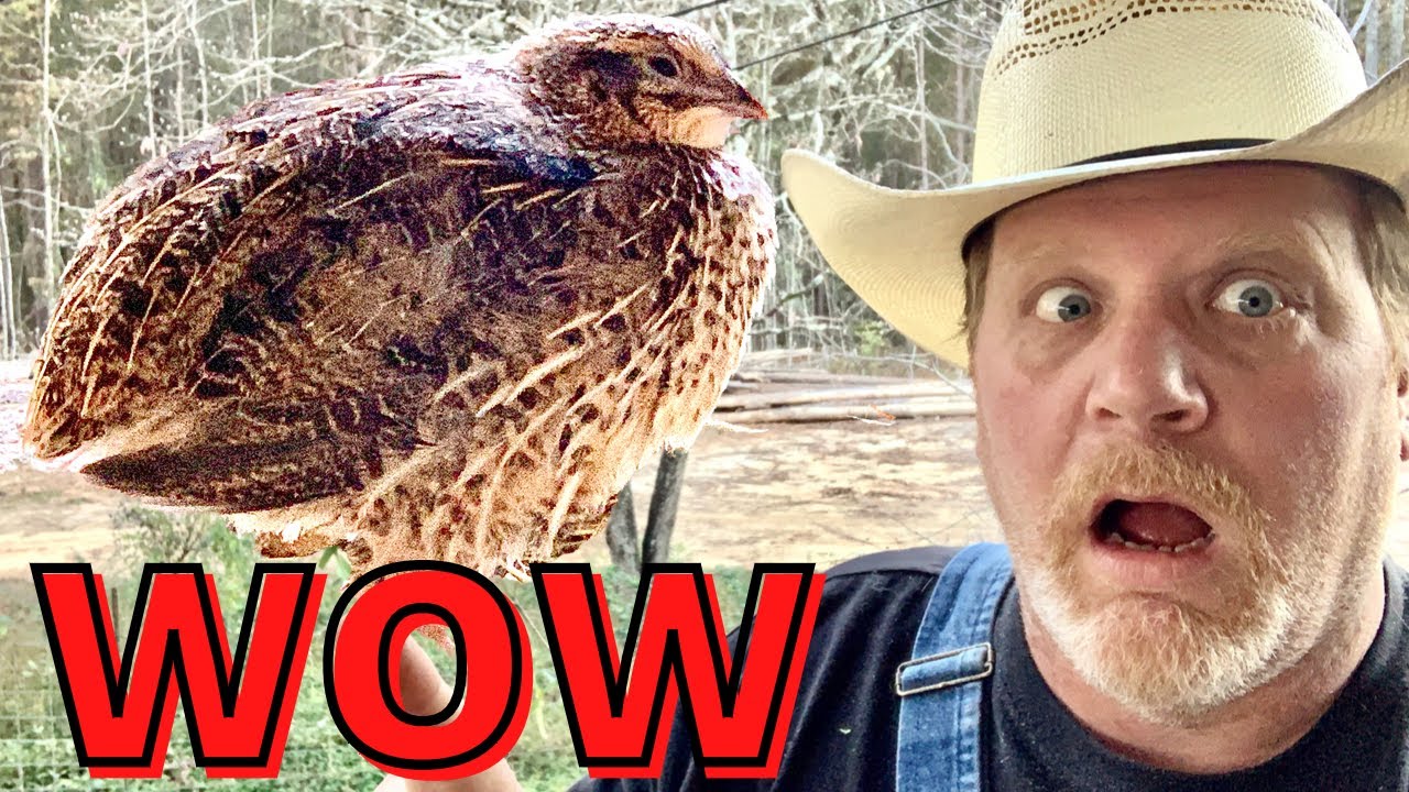 Jumbo Coturnix Quail They Grow Fast 1 Wk To 4 Wk Youtube