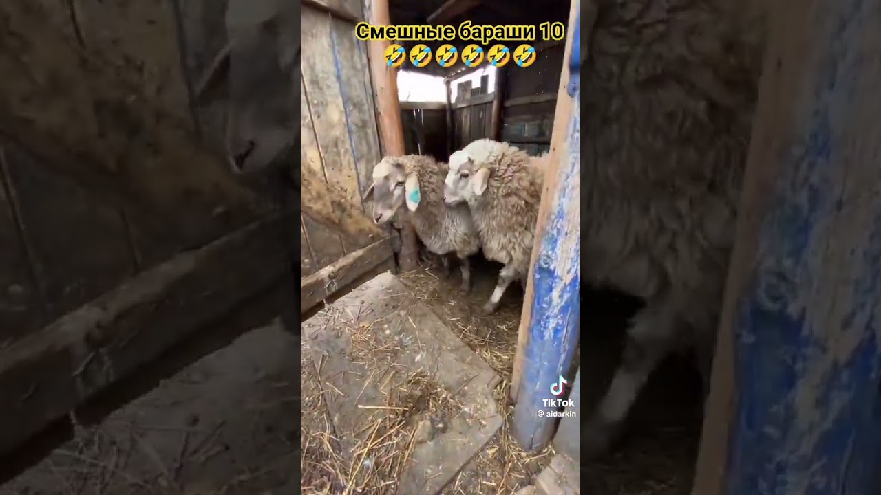 смешные бараши 10 🤣🤣🤣🤣🤣🤣