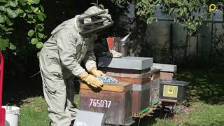 Revolution in Beekeeping: How the HAPO Exoskeleton is Transforming the Apiary World