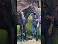 【2025プランスドランジュ賞】クロワデュノール 洗い場での様子