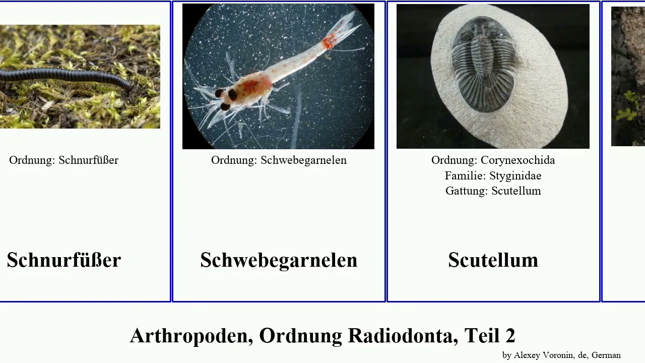 Arthropoden, Ordnung Radiodonta, Teil 2 lithobius niger arthropoda pallidus polyphemus barbadensis