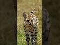 Serval gets a mouse! Wildlife in slow mo!