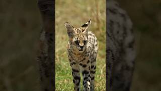 Serval gets a mouse! Wildlife in slow mo!