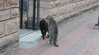 cat fight  2 😂
