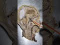 Brain sagittal section study ibyi dr jineshwar yaligouda md professor  hod dept of natomy