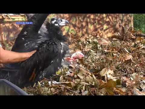 Re-introduction of Cinereous Vultures in Bulgaria 