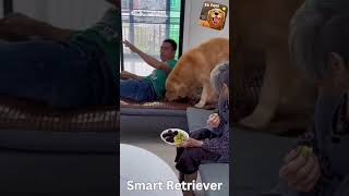 Funny Animals. Smart Golden Retriever by Chuckles, Challenges, and Curiosities No views 9 months ago 1 minute, 1 second