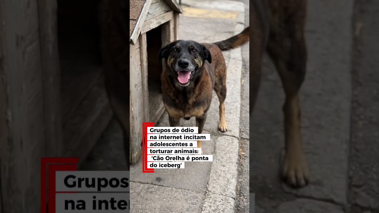 Grupos de ódio na internet incitam adolescentes a torturar animais: ‘Cão Orelha é ponta do iceberg’