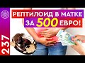 Рептилоид в матке за 500 евро...