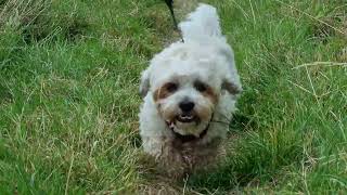Milo Bites Off More Than He Can Chew Today Thorpeman Dog Walks