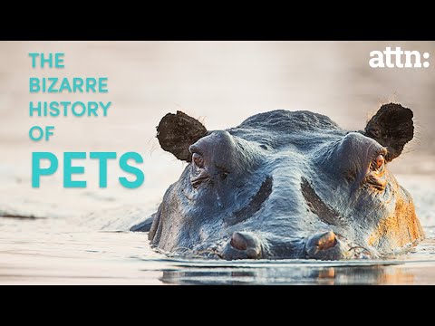 The Bizarre History of Pets