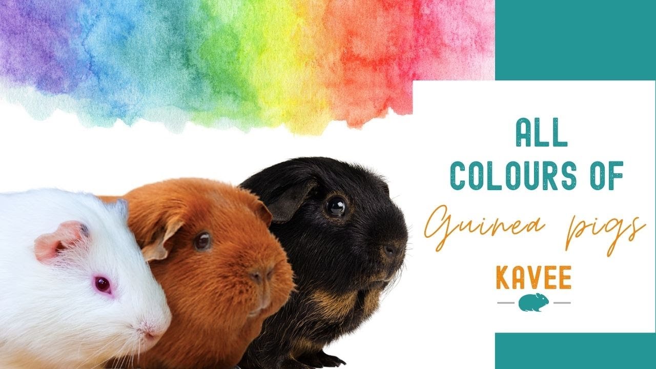 All Colours And Markings Of Guinea Pigs YouTube Maxresdefault