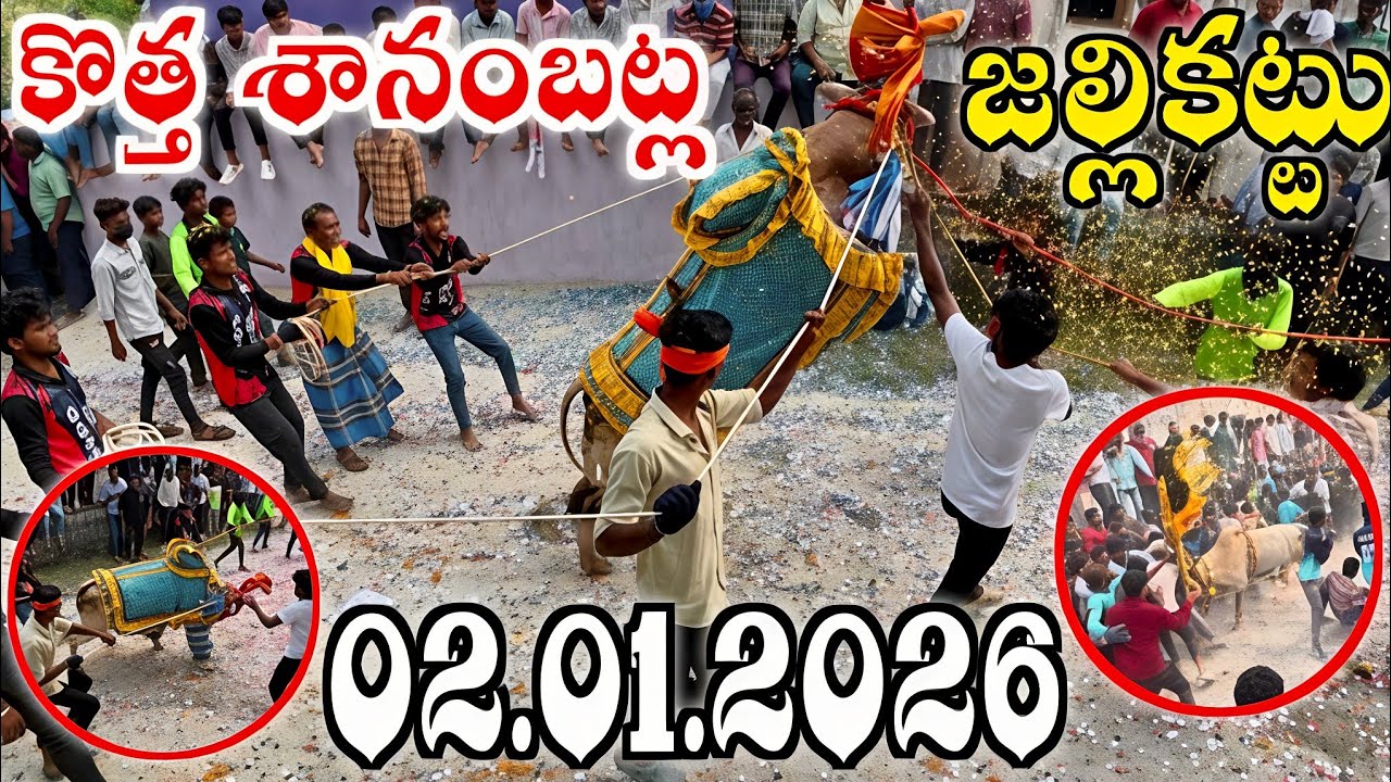 కొత్త శానంబట్ల పశువుల పండగ (02.01.2026) Kothasanambatla Jallikattu... New Year Spl... 🔥