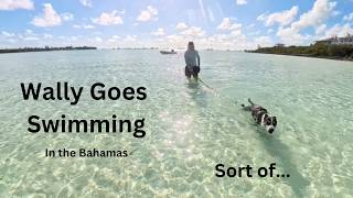 Wally goes swimming in the Bahamas | No Plan B Sailing