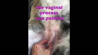 Proses Vaginal pada Anjing Betina