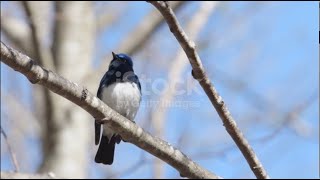 The Whistles of the Blue-White Flycatcher  |  Short Songbird Sounds for your Relaxing Mood
