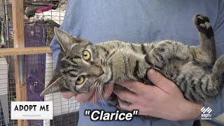 Hazleton Animal Shelter's Adopt Me December 2, 2024