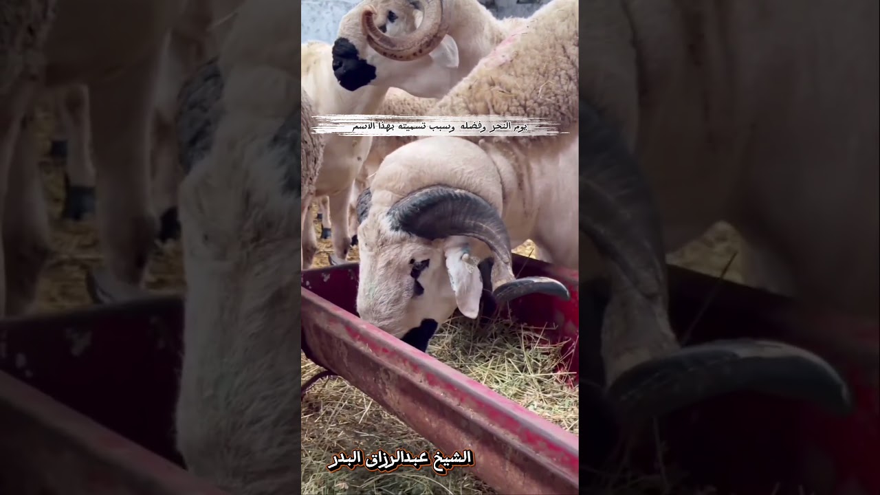 يوم النحر وفضله وسبب تسميته بهذا الاسم - الشيخ عبد الرزاق البدر