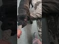 Knight always wants to play 😅😫 POV #puppy #play #dogs #dogshorts #canecorso