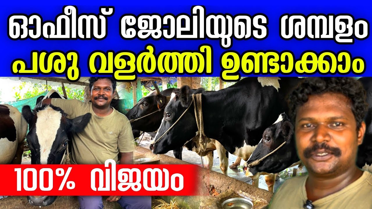 ഓഫീസ് ജോലിയുടെ ശമ്പളം പശുവിലൂടെ നേടുന്ന യുവകർഷകൻ, വിജയ രഹസ്യം ഇതായിരുന്നോ | dairy farming tips 