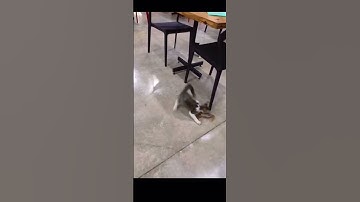 The Scientist and the headcrab (half life SFX) #halflife