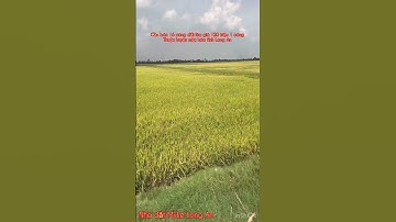 Cần bán 16 công đất lúa giá 120 triệu 1 công thuộc huyện mộc hóa tỉnh Long An lh 0819259737